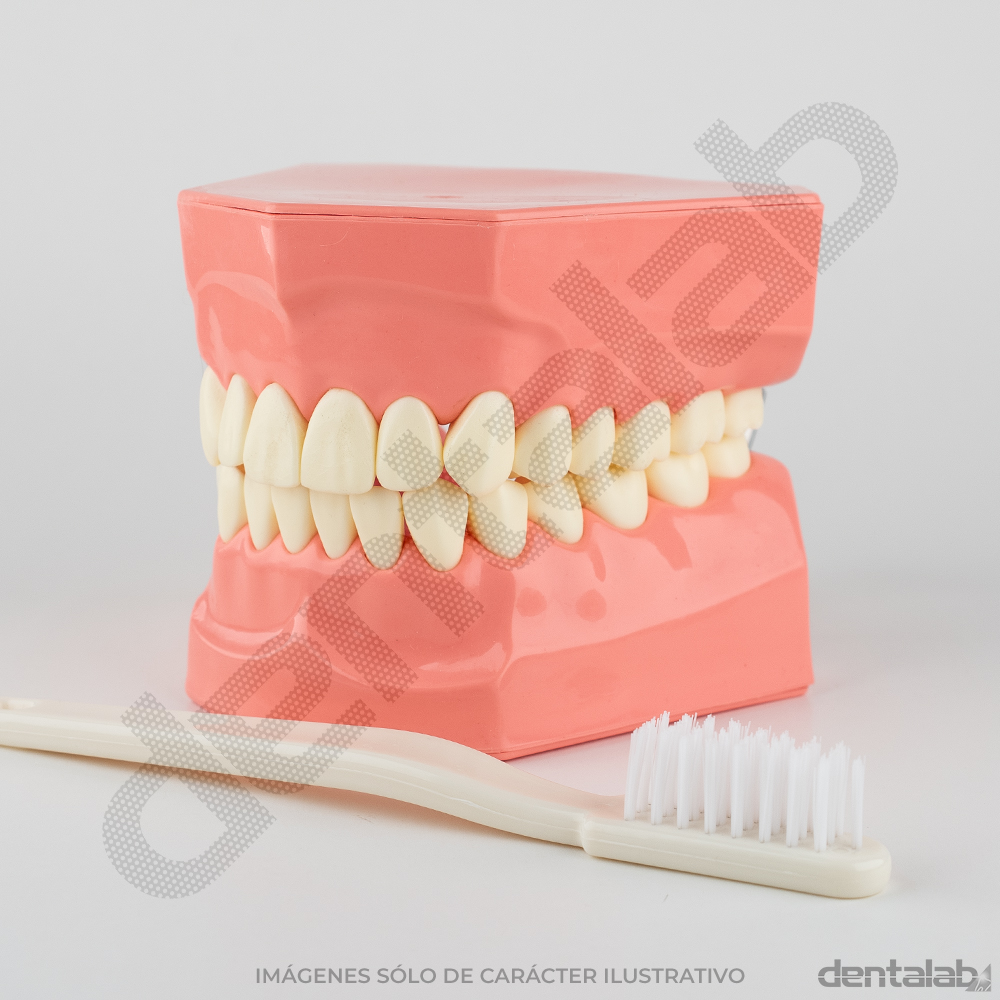 MacroModelo de Plástico con Cepillo Body-On