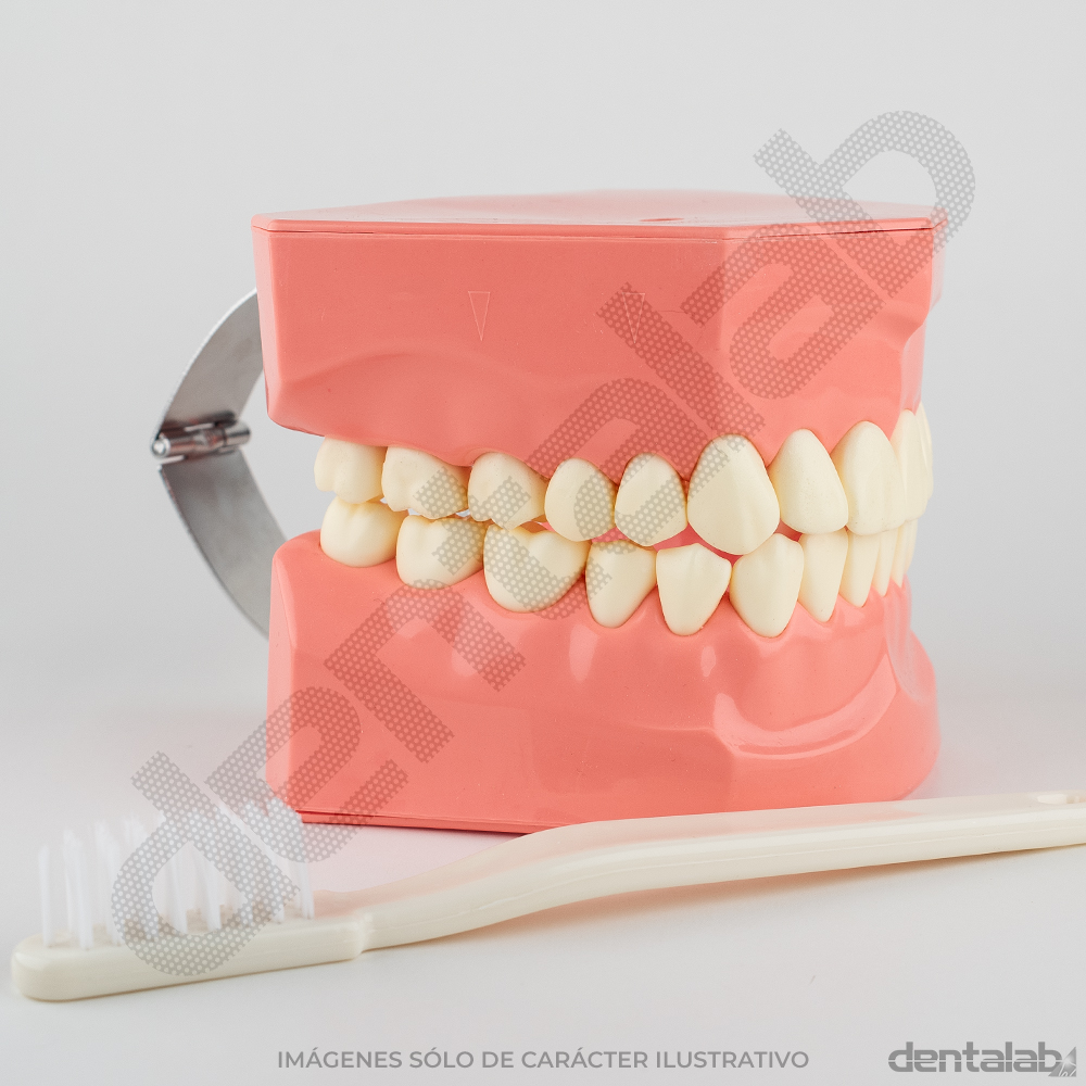 MacroModelo de Plástico con Cepillo Body-On